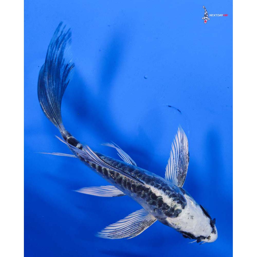 5” Imported Armor Scaled Gin Matsuba Butterfly Koi