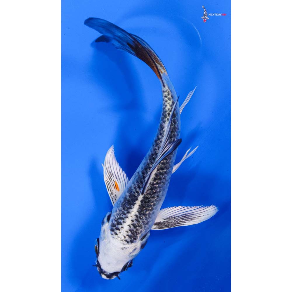 5” Imported Gin Matsuba Butterfly Koi