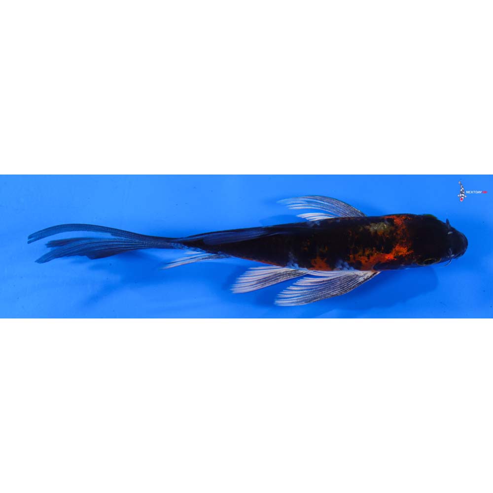 5” Imported Kujaku Butterfly Koi