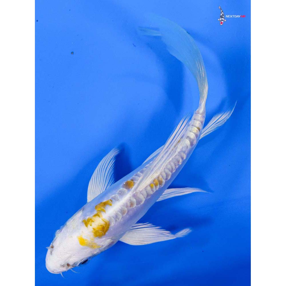 5” Imported Doitsu Lemon Hariwake Butterfly Koi