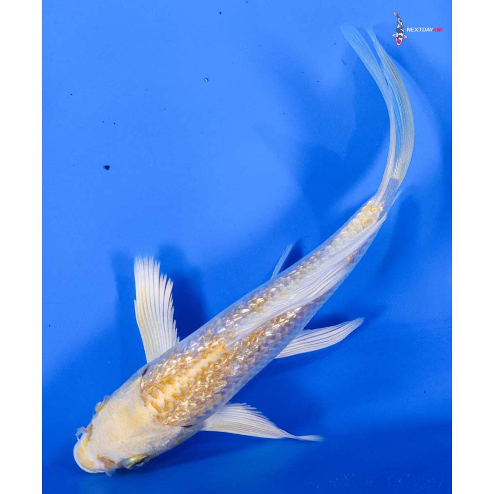 5” Imported Gin Rin Lemon Hariwake Butterfly Koi