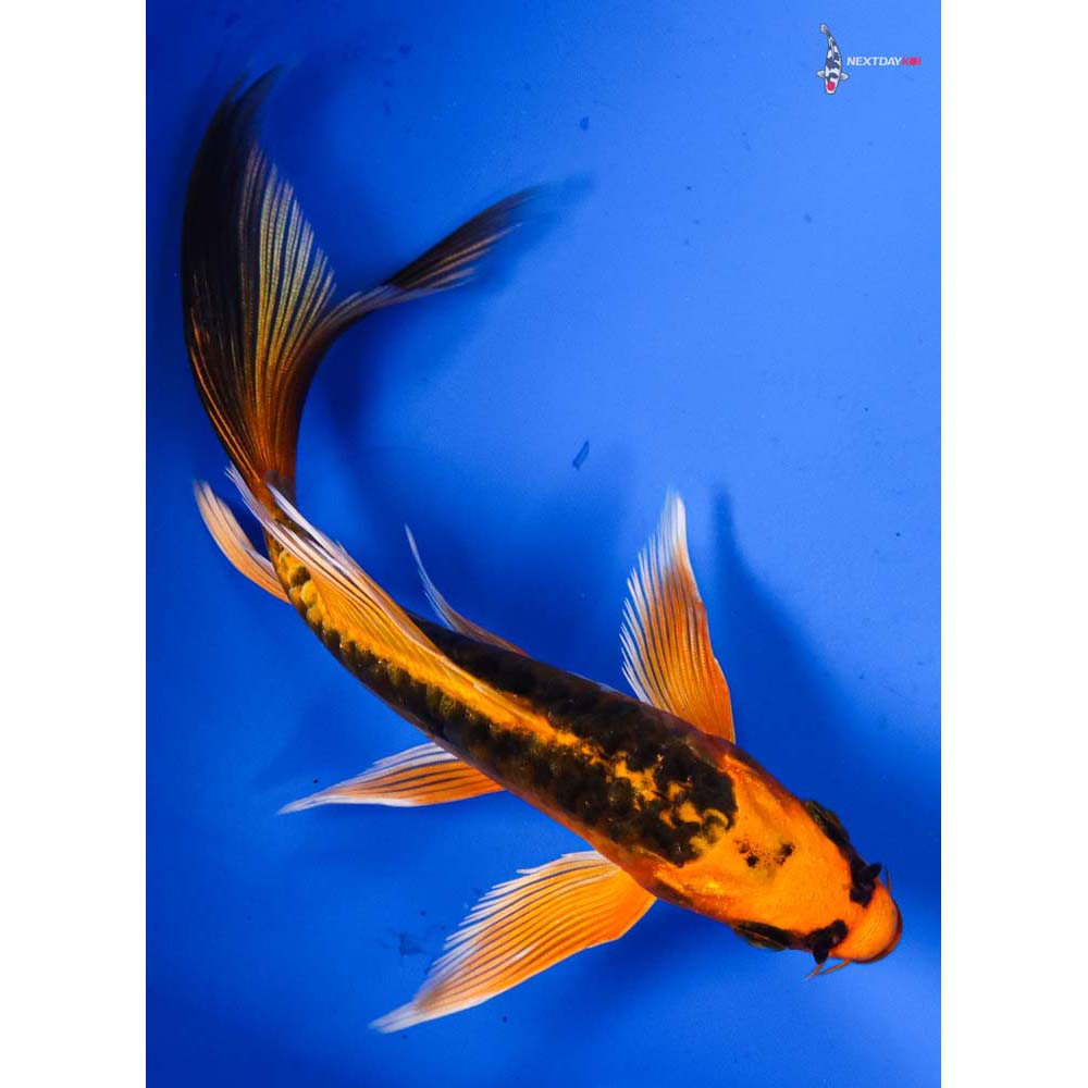 5.5” Imported Kin Kikokuryu Butterfly Koi