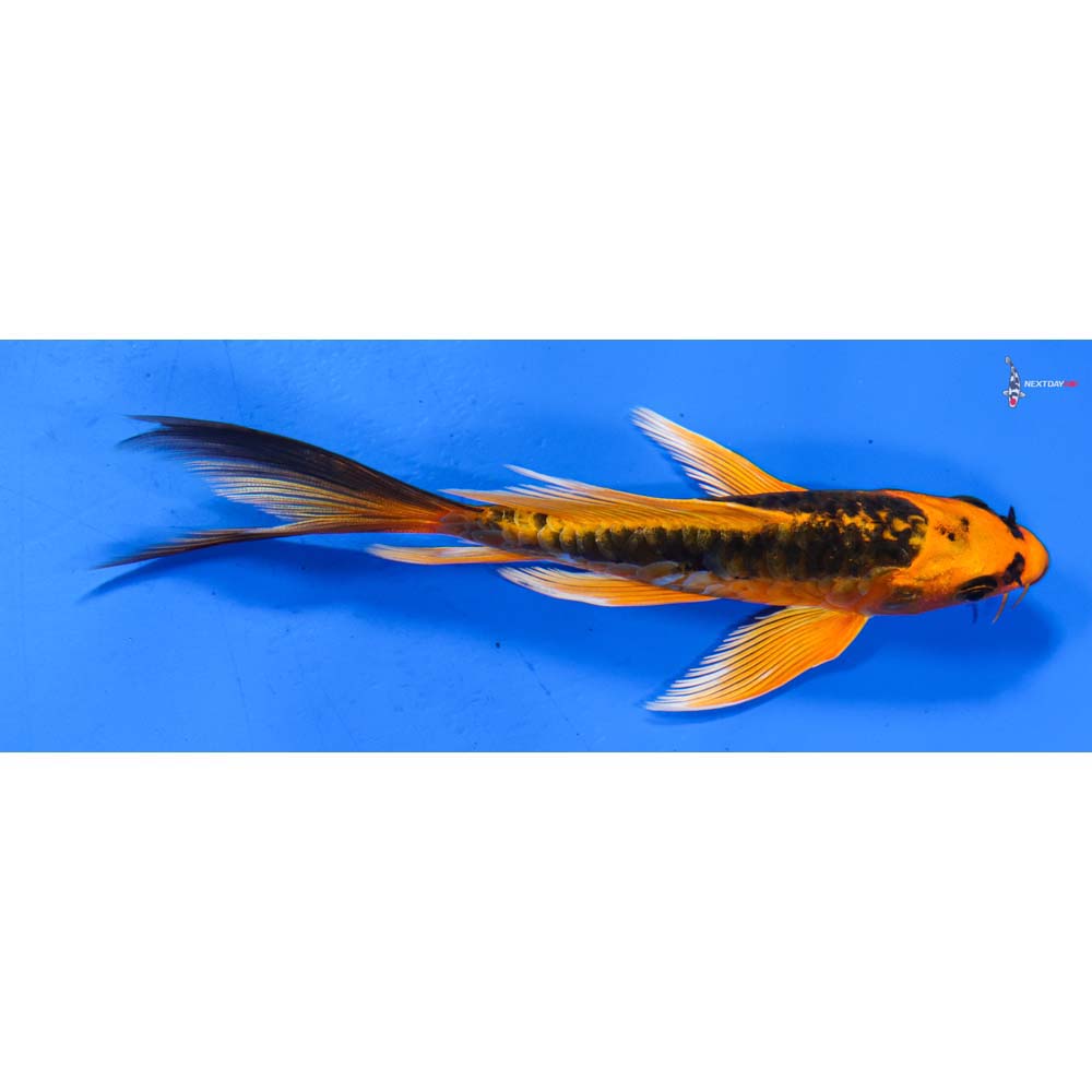 5.5” Imported Kin Kikokuryu Butterfly Koi