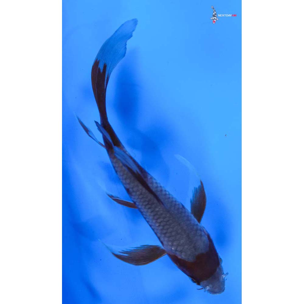 5.5” Imported Ochiba Shigure Butterfly Koi