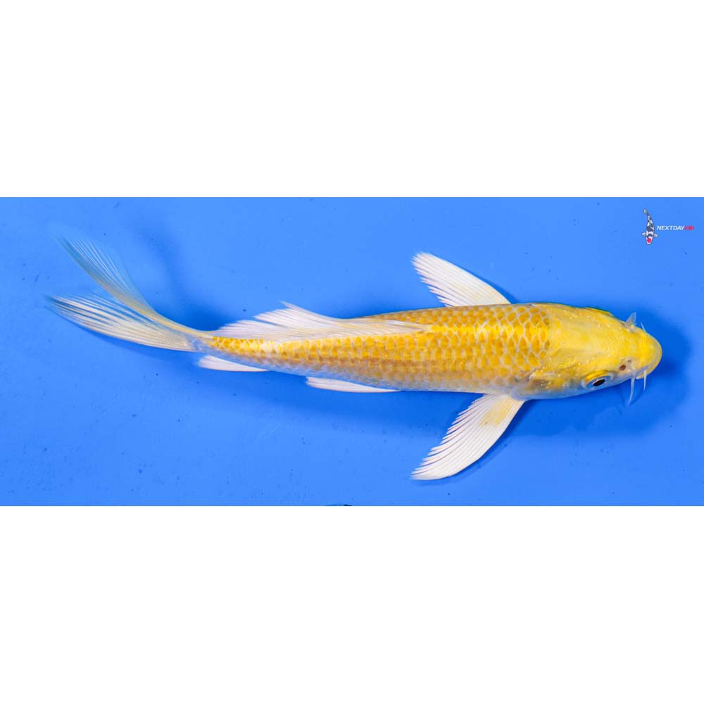 5.5” Imported Yamabuki Ogon Butterfly Koi