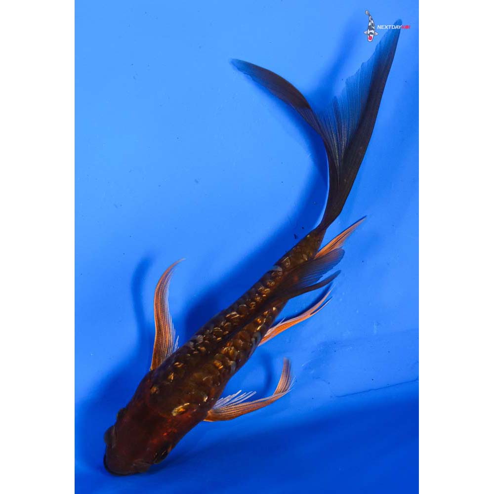 5.5” Imported Armor Scaled Gin Rin Chagoi Butterfly Koi