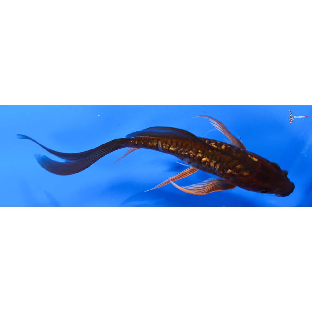 5.5” Imported Armor Scaled Gin Rin Chagoi Butterfly Koi