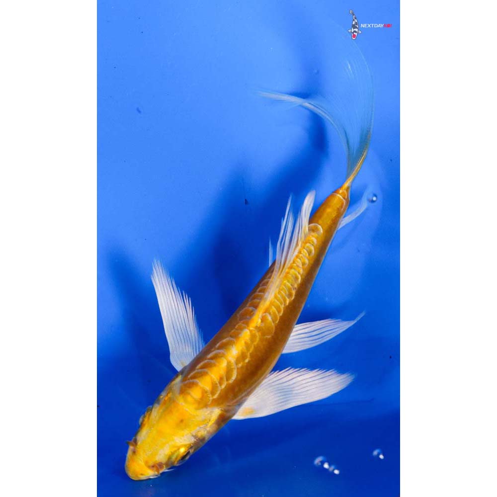 5” Imported Doitsu Yamabuki Ogon Butterfly Koi