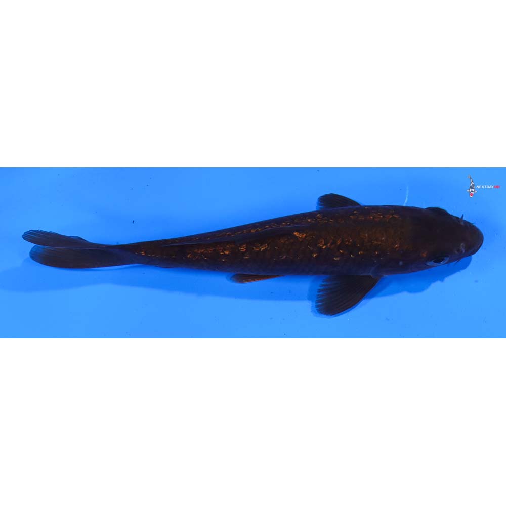 5.5” Imported Gin Rin Chagoi