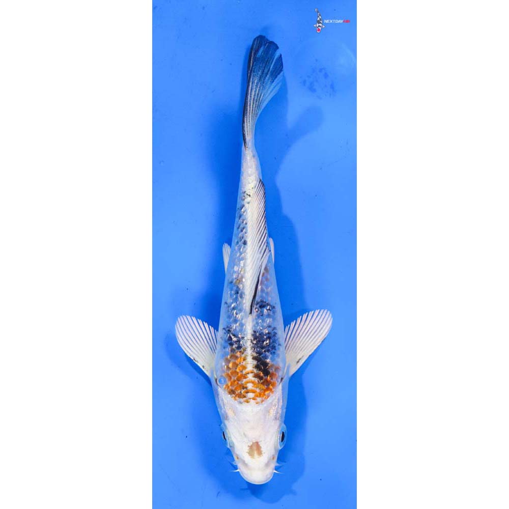 5.5” Imported Gin Rin Yamato Nishiki
