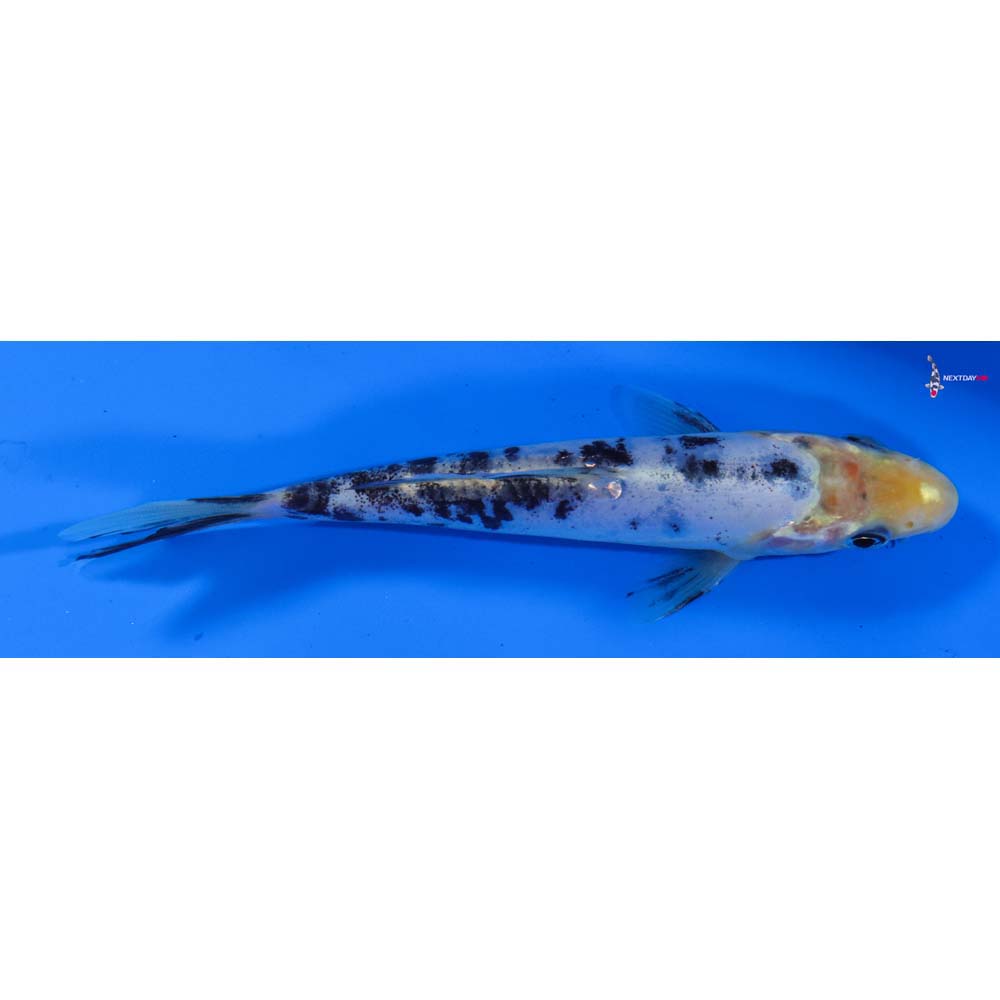 5.5” Imported Doitsu Shiro Bekko