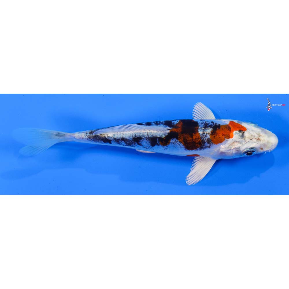 5” Imported Heisei Nishiki