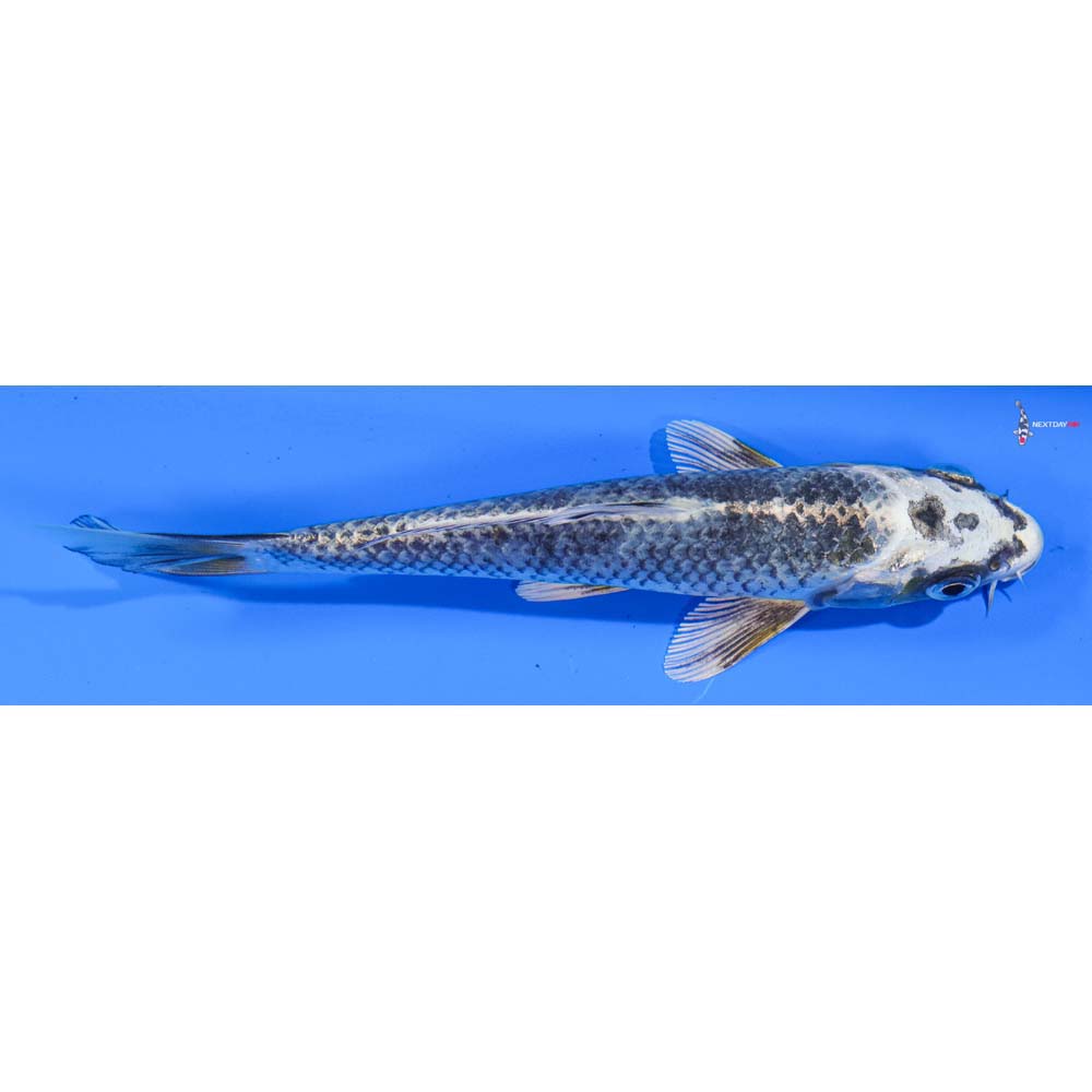 6.5” Imported Gin Matsuba