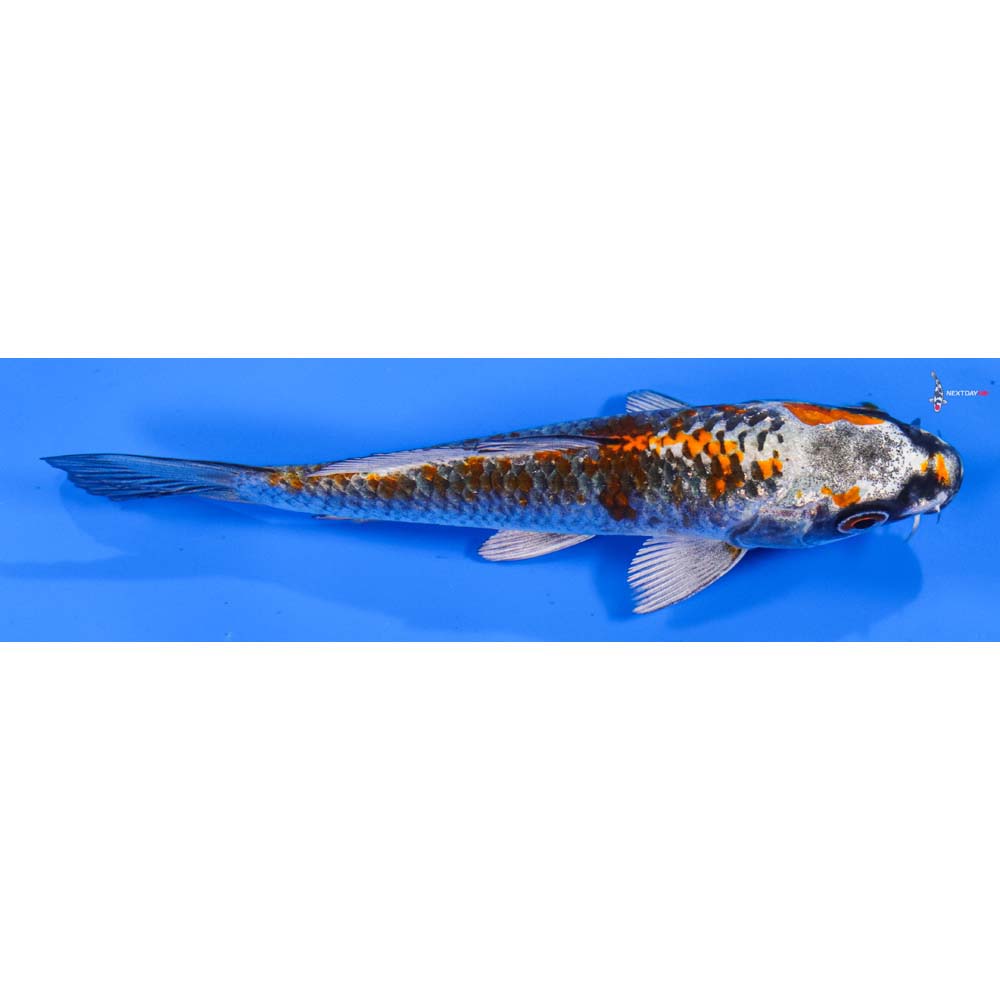 5” Imported Kujaku