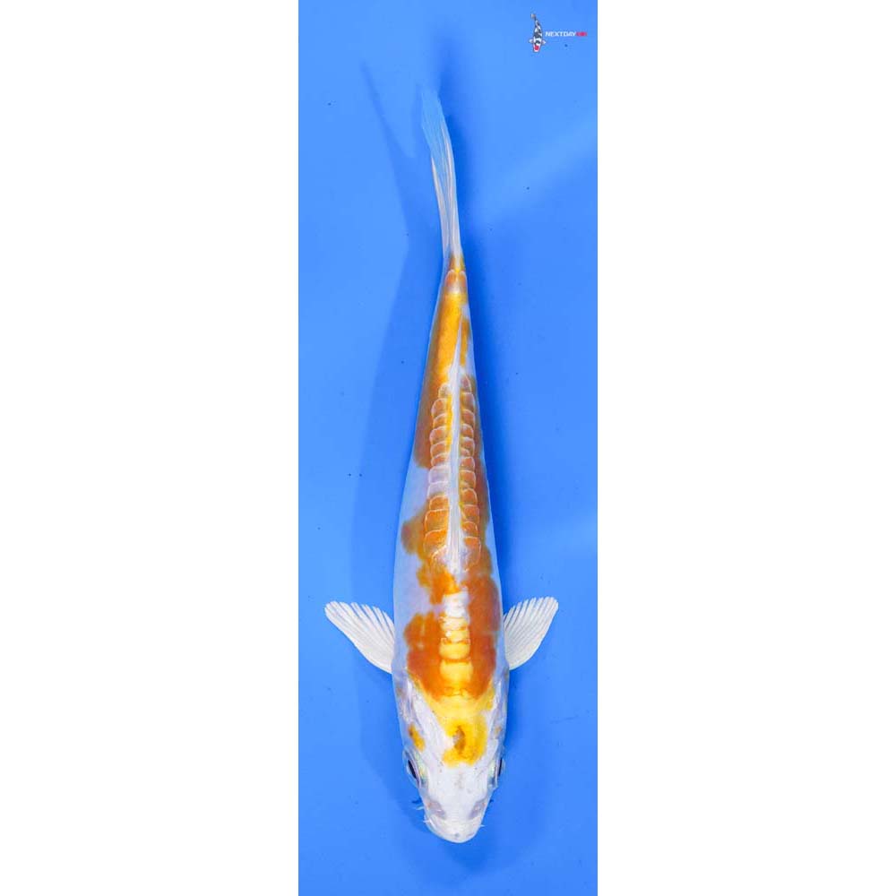 5” Imported Doitsu Lemon Hariwake