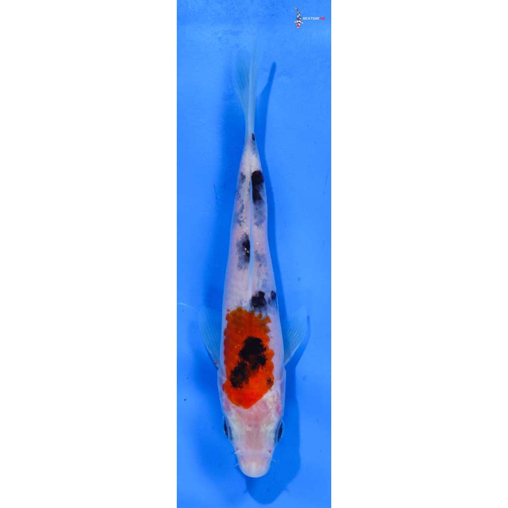 5” Imported Sanke