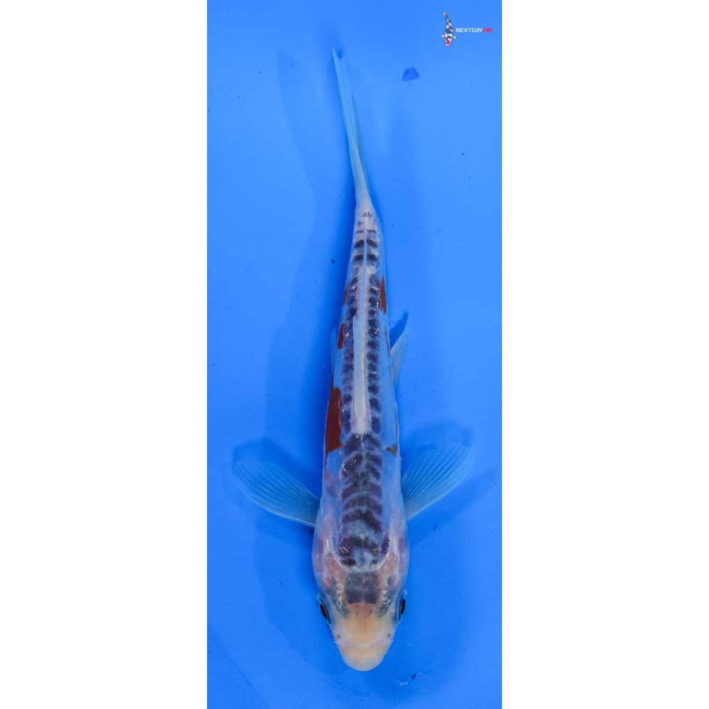 5” Imported Shusui