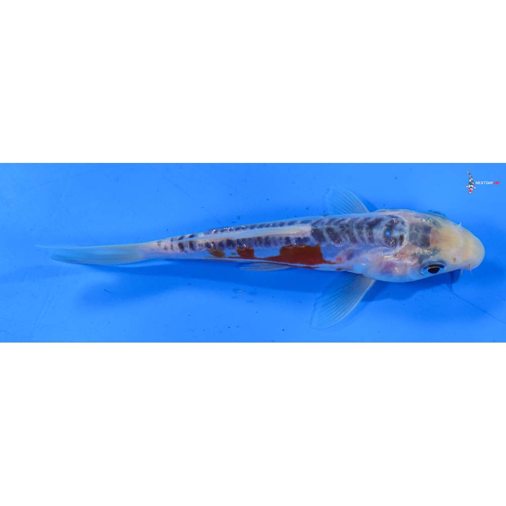 5” Imported Shusui