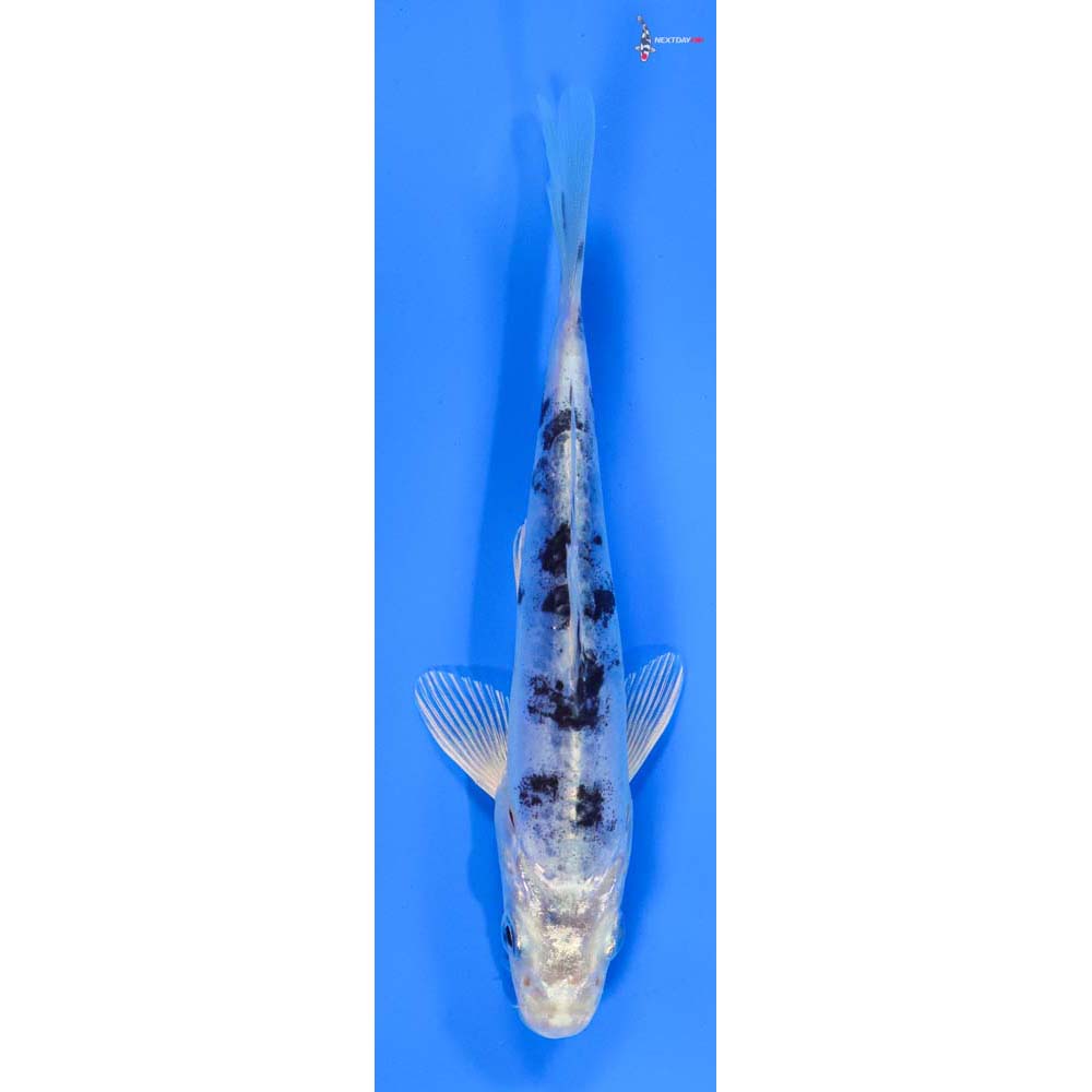 5.5” Imported Doitsu Gin Shiro Bekko