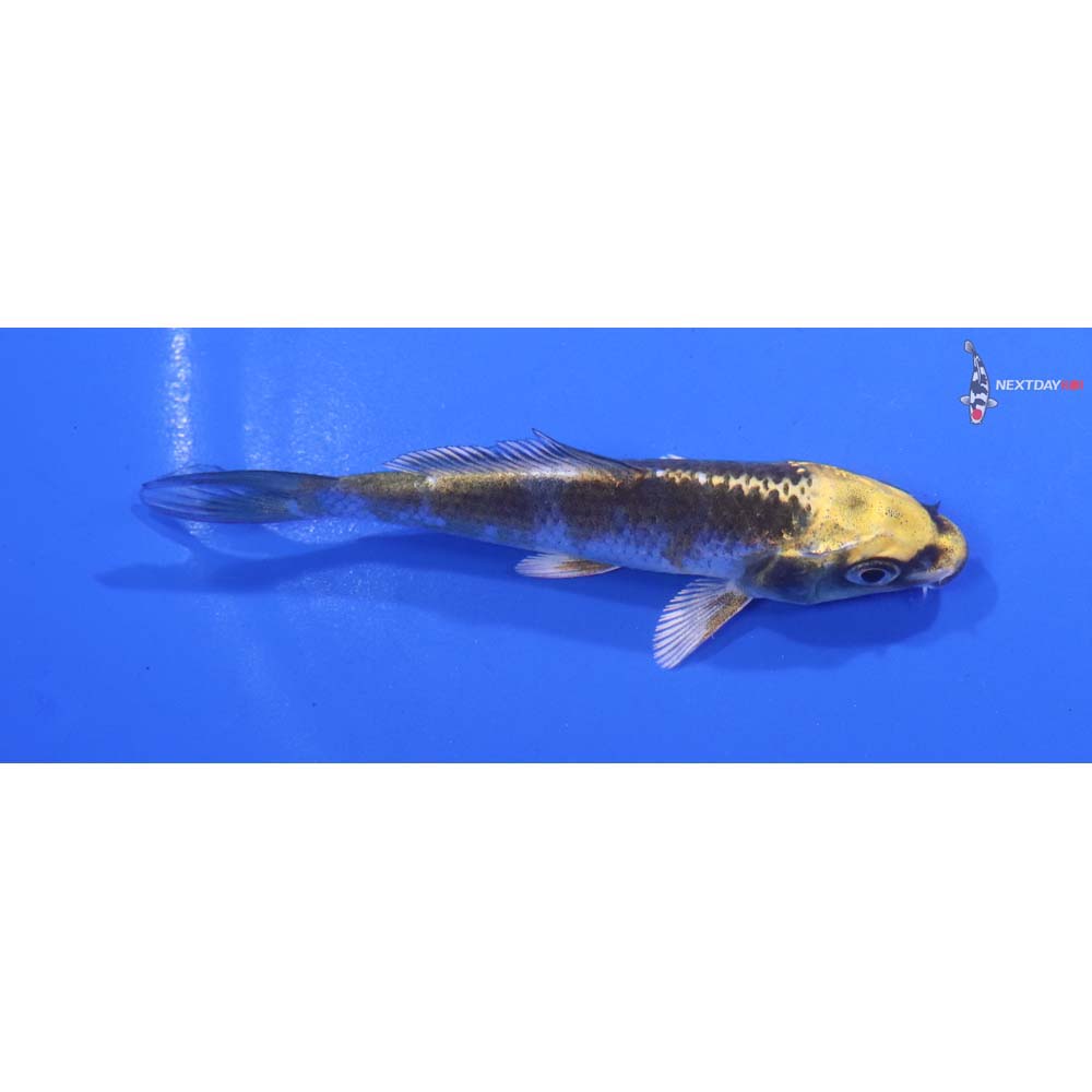3.5” Imported Kujaku
