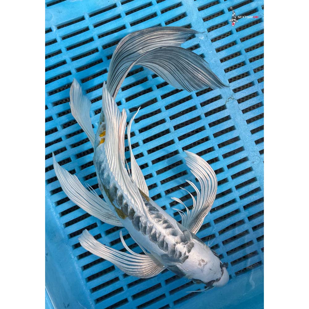 12-14” Imported Doitsu Kujaku Butterfly Koi