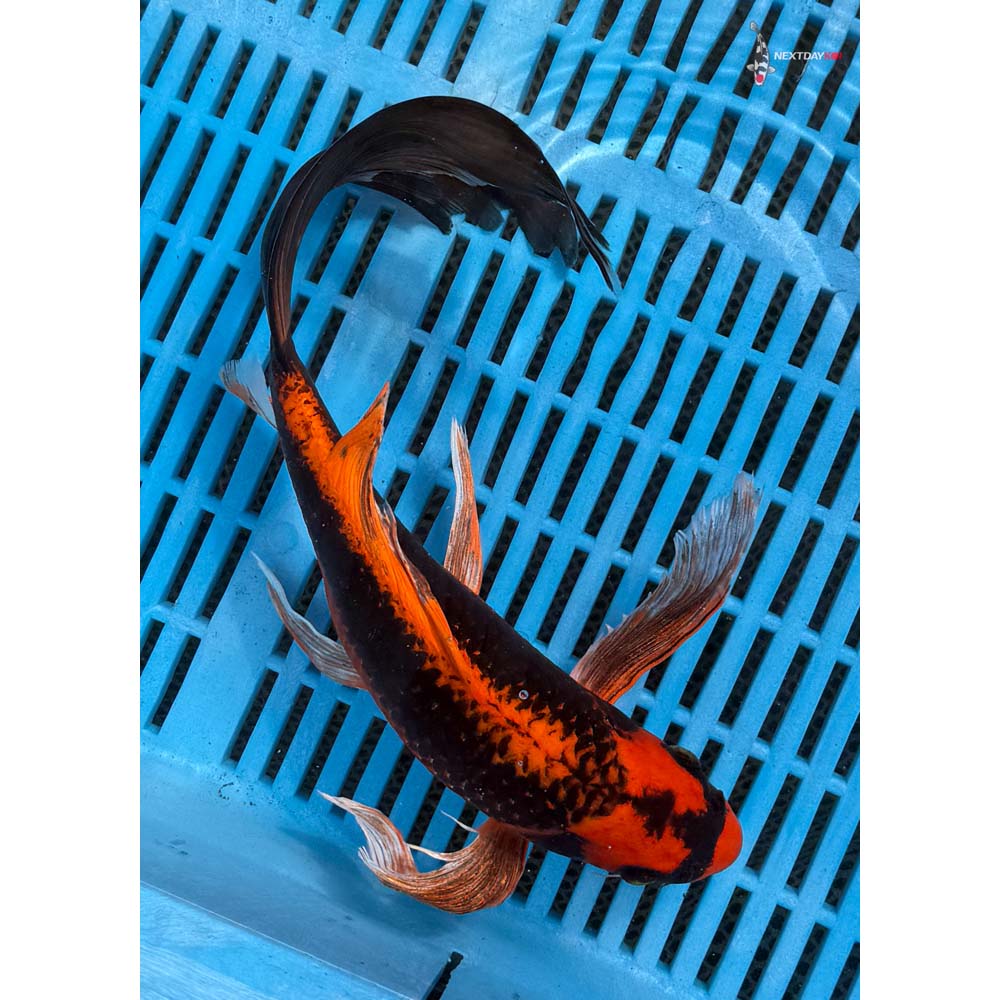 12-14” Imported Orenji Matsuba Butterfly Koi
