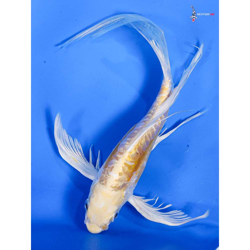 7” Imported Doitsu Lemon Hariwake Butterfly Koi
