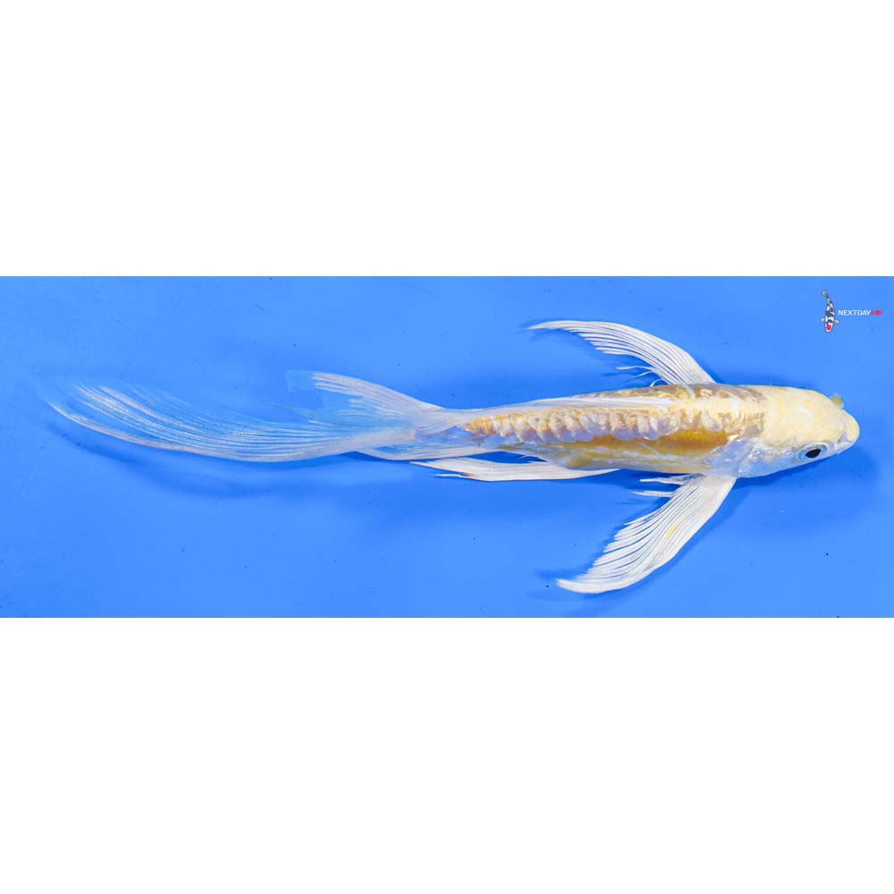 7” Imported Doitsu Lemon Hariwake Butterfly Koi