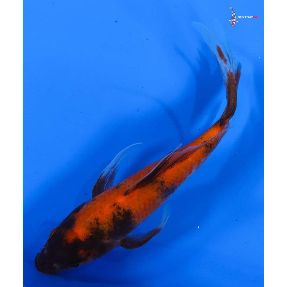 7” Imported Hi Utsuri Butterfly Koi