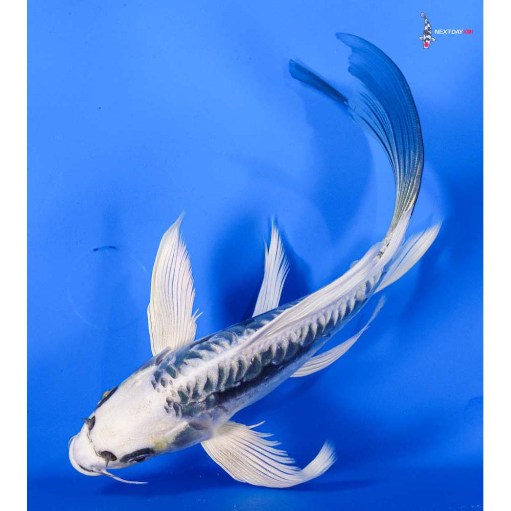 7” Imported Kin Kikokuryu Butterfly Koi
