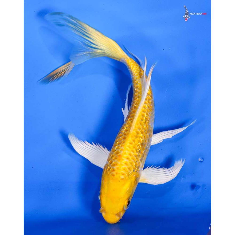 6.5” Imported Gin Rin Lemon Hariwake Butterfly Koi