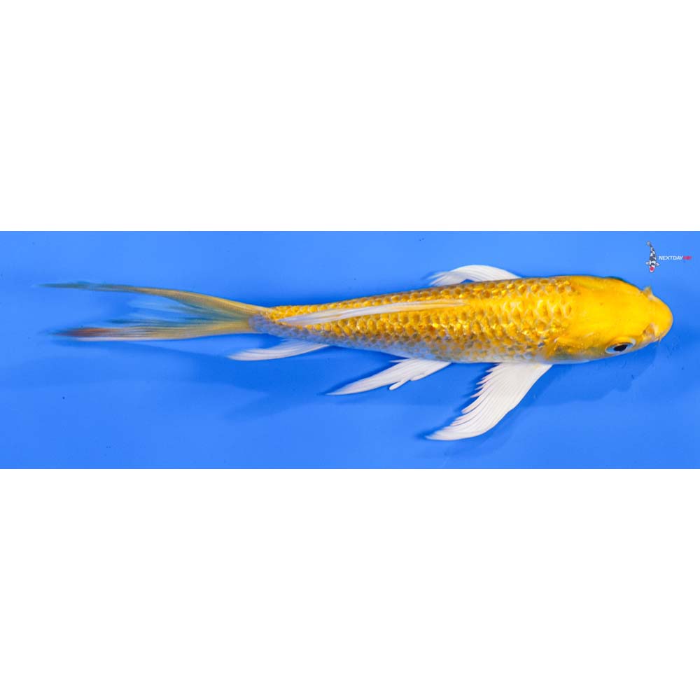 6.5” Imported Gin Rin Lemon Hariwake Butterfly Koi