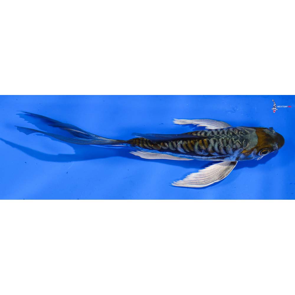 6.5” Imported Armor Scaled Ochiba Shigure Butterfly Koi