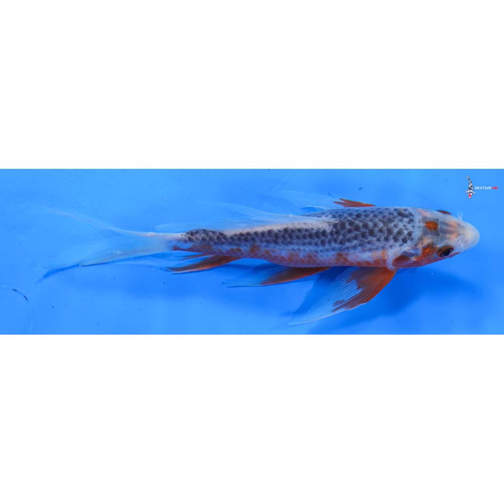 6.5” Imported Asagi Butterfly Koi