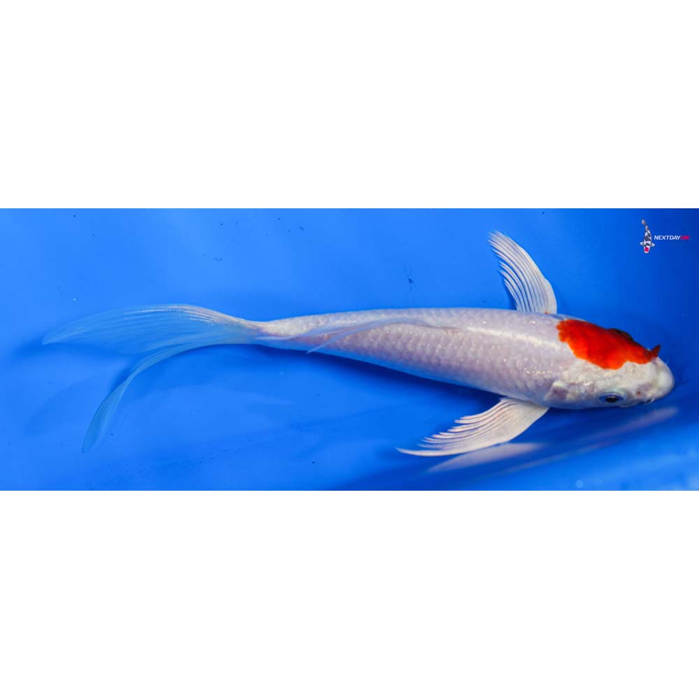6.5” Imported Hariwake Butterfly Koi