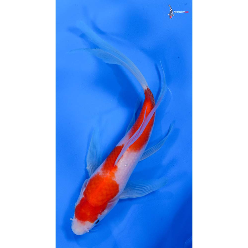 6.5” Imported Kohaku Butterfly Koi