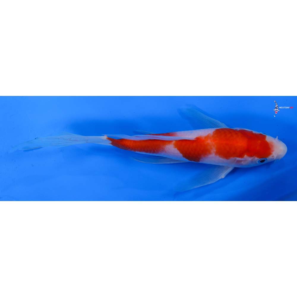 6.5” Imported Kohaku Butterfly Koi