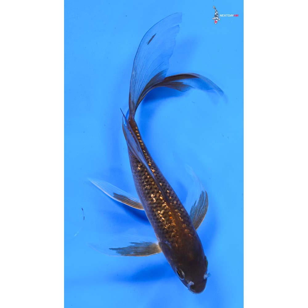 6.5” Imported Gin Rin Chagoi Butterfly Koi
