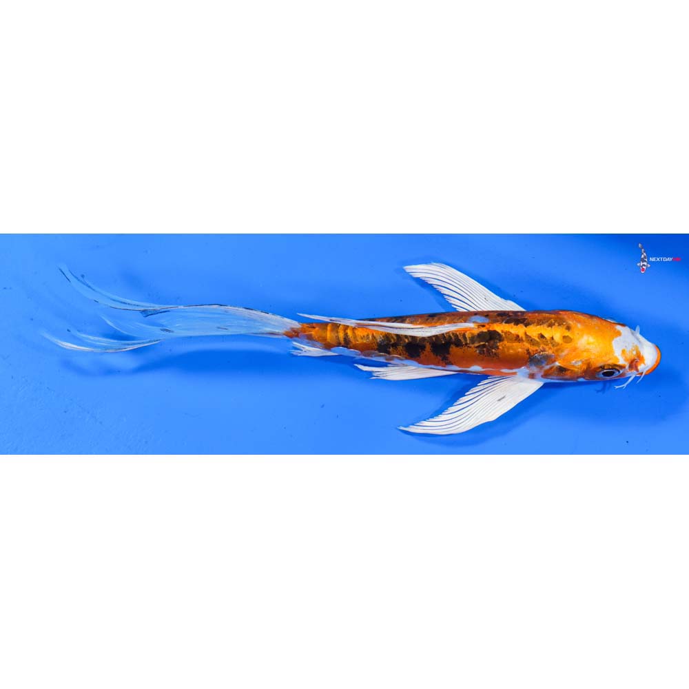 7” Imported Heisei Nishiki Butterfly Koi