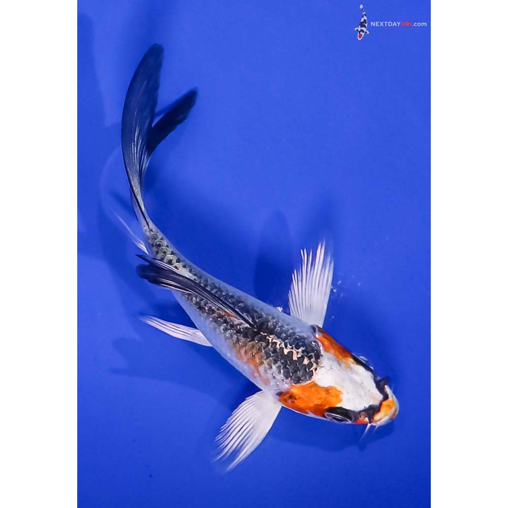 4” Imported Kujaku Butterfly Koi