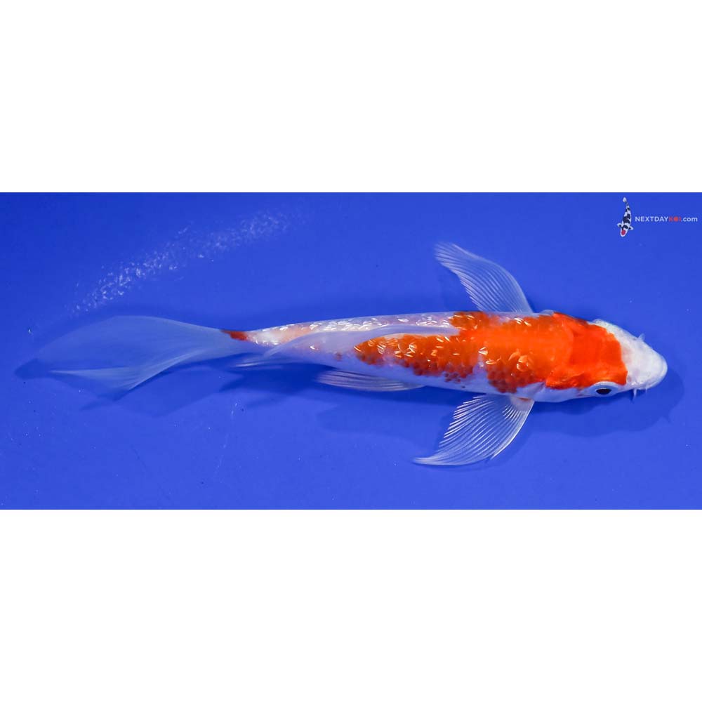 4.5” Imported Gin Rin Glass Fin Kohaku Butterfly Koi