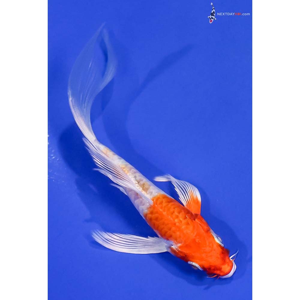 5” Imported Armor Scaled Hariwake Butterfly Koi