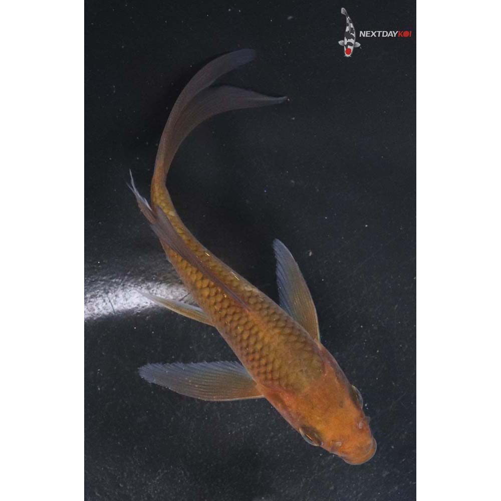 4.5” Imported Chagoi Butterfly Koi