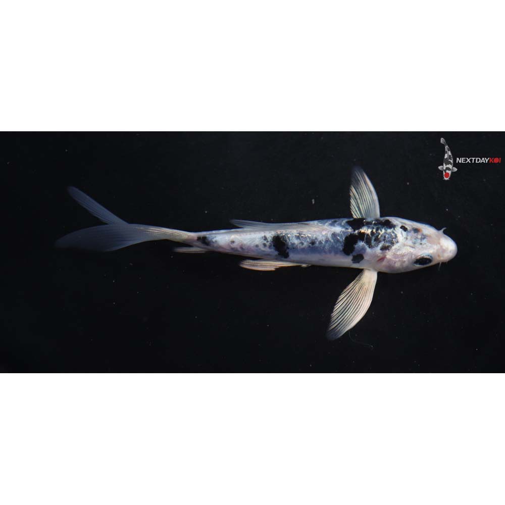 5” Imported Gin Doitsu Shiro Bekko Butterfly Koi