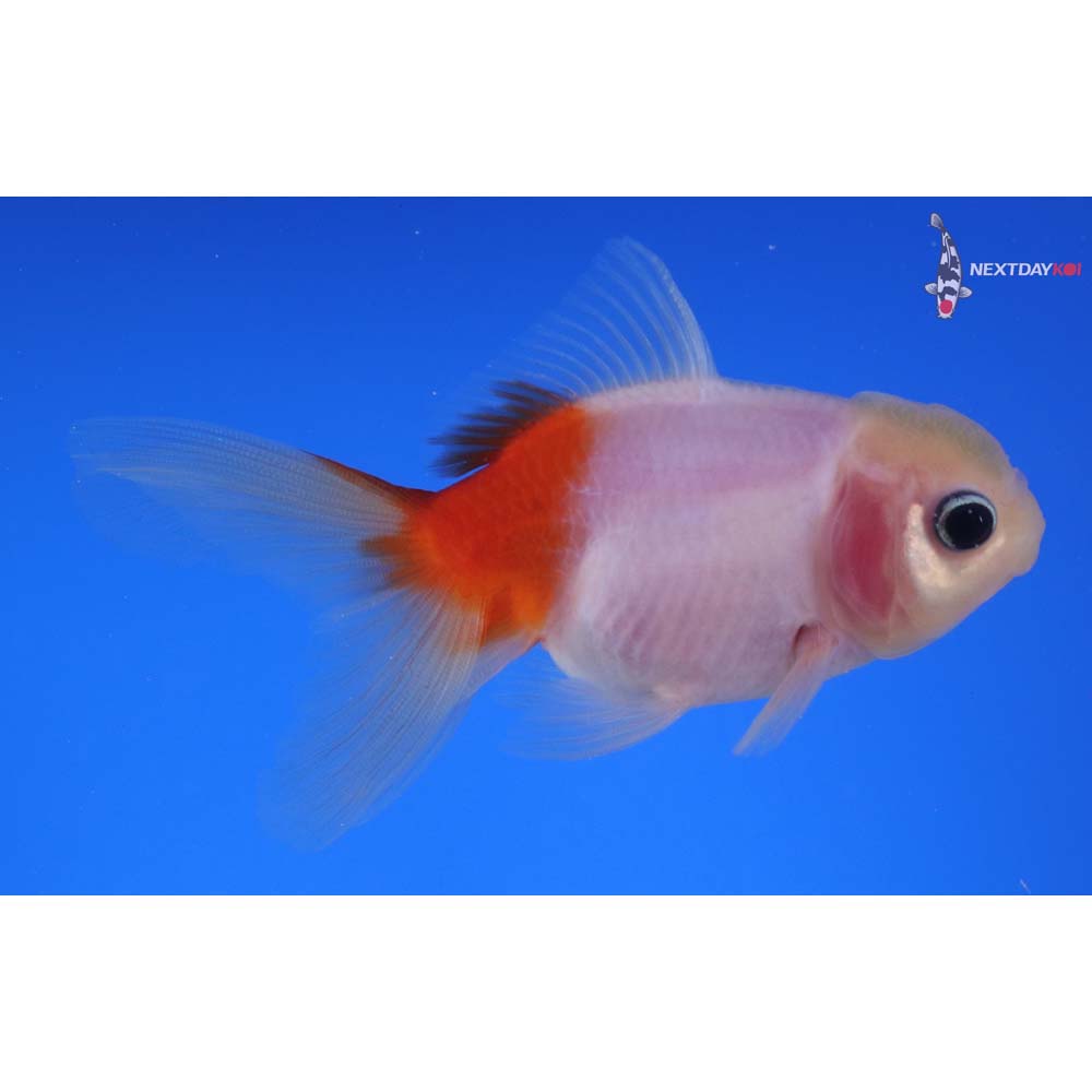 3.5” Imported Red and White Oranda