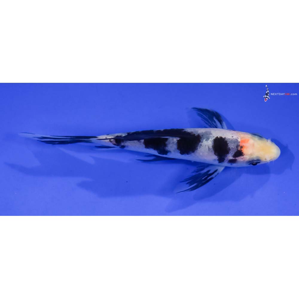 4” Imported Shiro Bekko Butterfly Koi