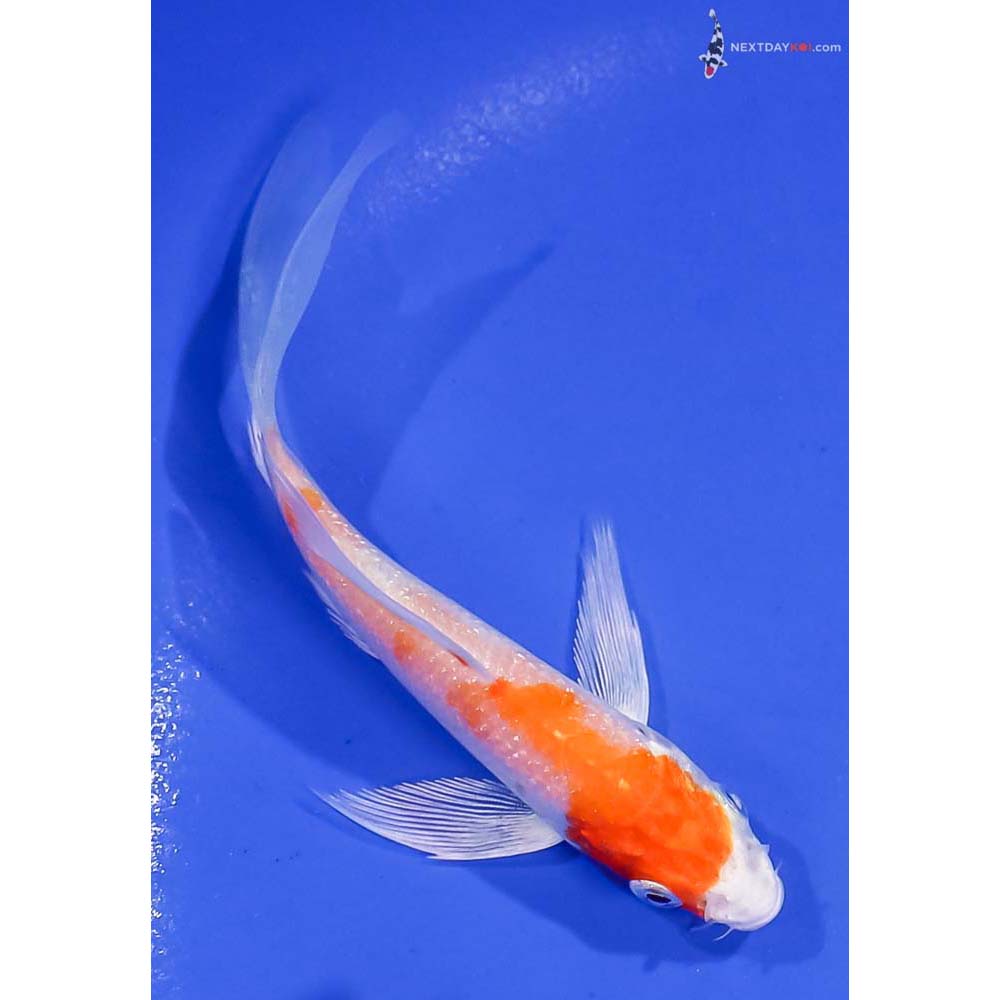 4.5” Imported Hariwake Butterfly Koi