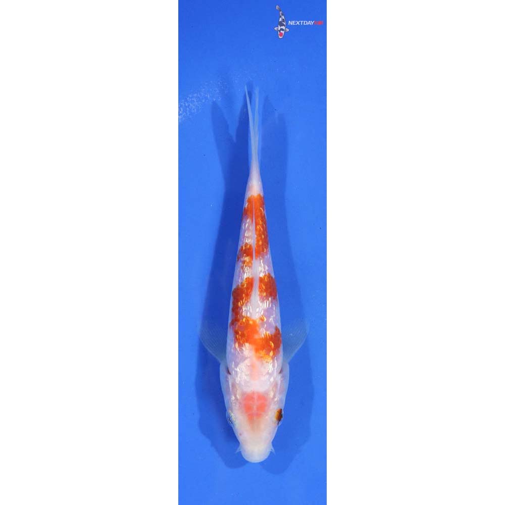 5” Imported Gin Rin Kohaku