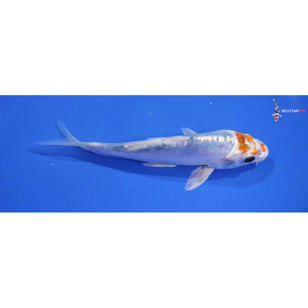 5.5” Imported Kikusui