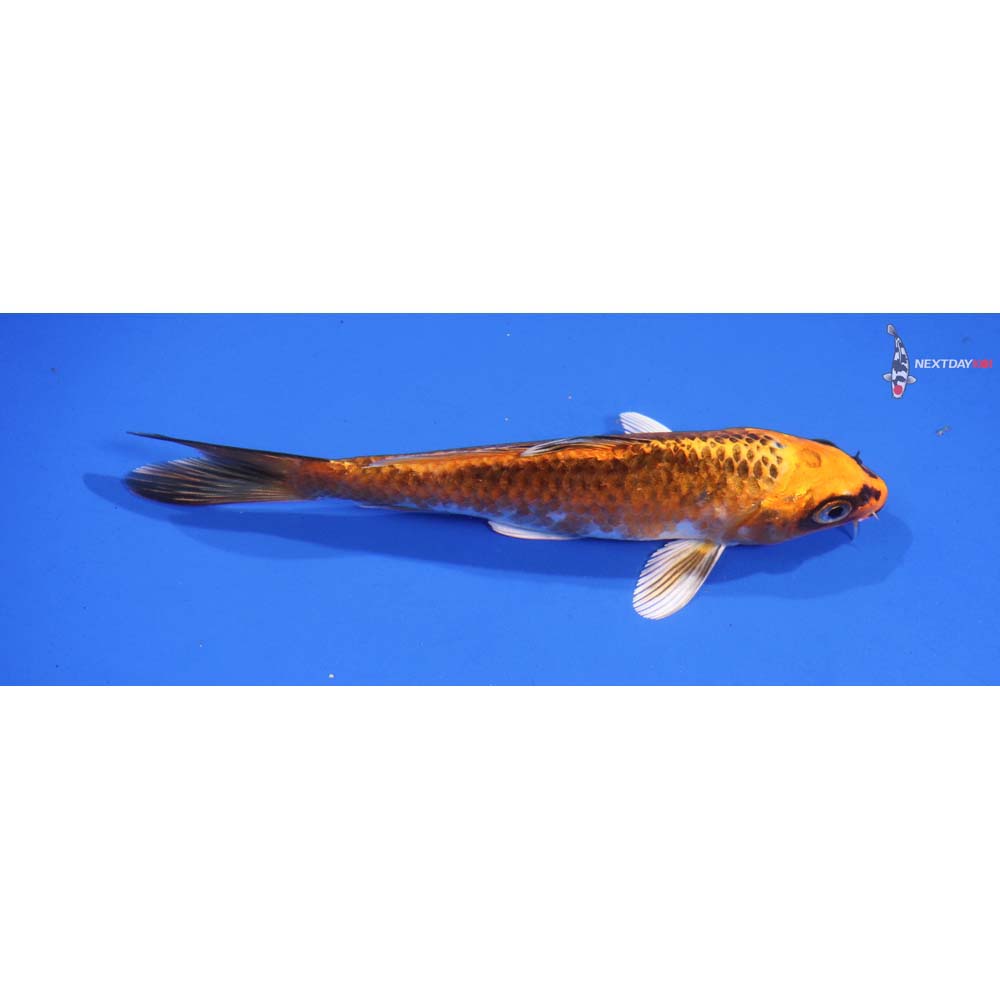 5.5” Imported Kujaku